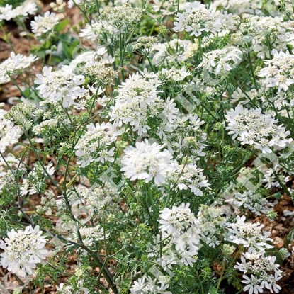 Picture of Orlaya grandiflora - White Lace